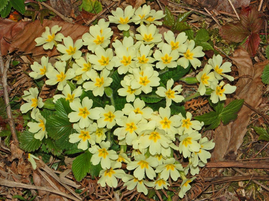 Primula vulgaris e P. veris